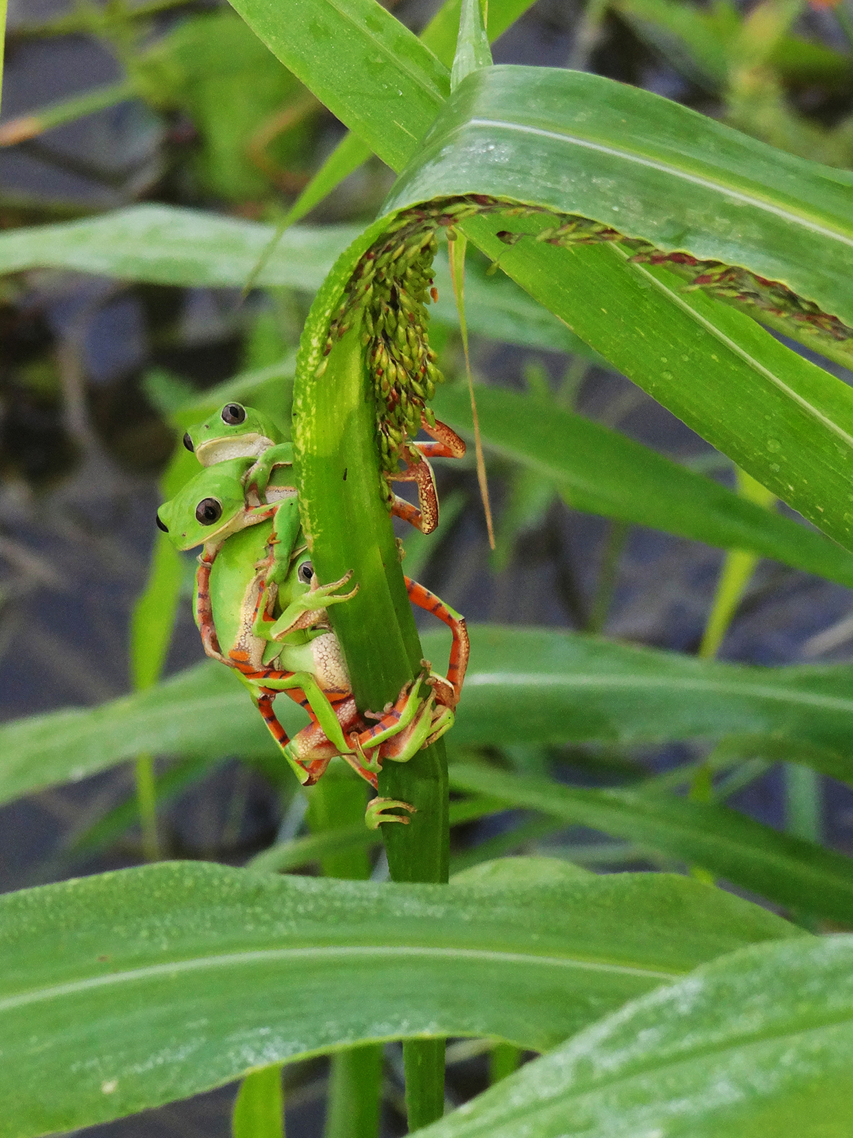 Pithecopus gonzagai 05